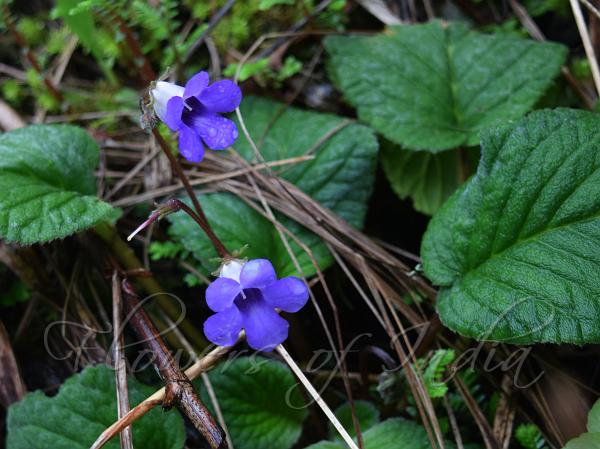 Oval-Leaf Stone Flower